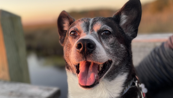 Three Ways to Win over Your Proposal Team (I learned from my Dog Chase)